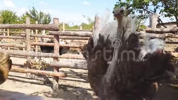 早秋鸵鸟走在乌克兰一个村庄的鸵鸟农场的木栅栏后面视频的预览图