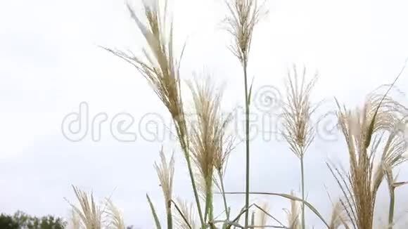 蓬蓬草吹在风中视频的预览图