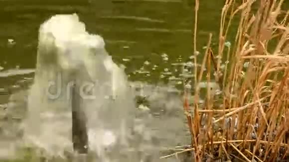 花园池塘里的喷泉视频的预览图