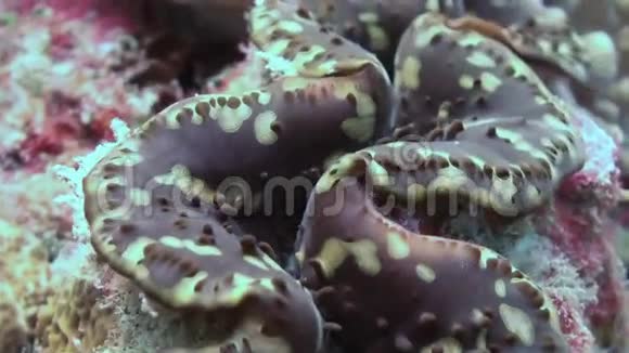 最大Tridacna水下海洋生物视频的预览图
