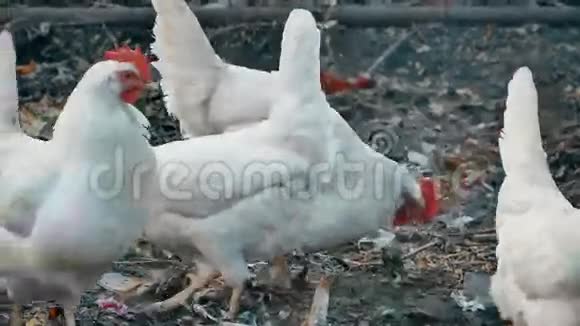 在垃圾堆里找食物的小鸡视频的预览图