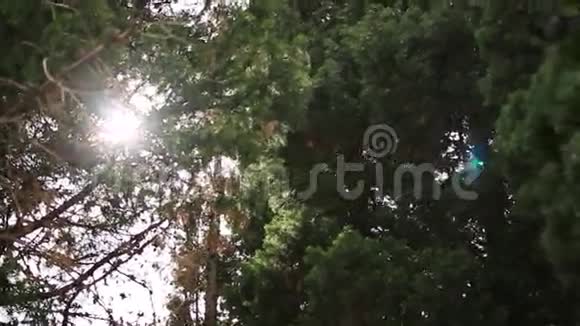阳光透过树枝照射进来视频的预览图