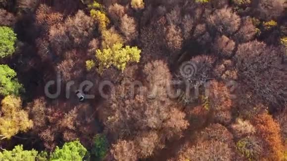 通过秋林路汽车驾驶的鸟瞰图秋景风景视频的预览图