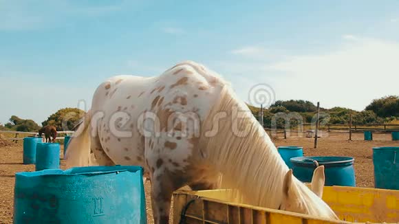 一匹长着麻布袋的白马在牧场上吃干草视频的预览图