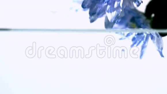 蓝色的花朵掉进水里视频的预览图
