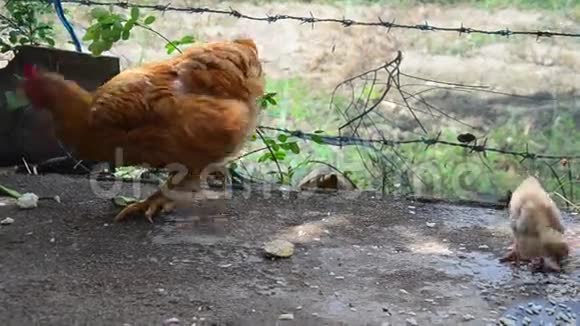 八通鸡和鸡在农场吃东西视频的预览图