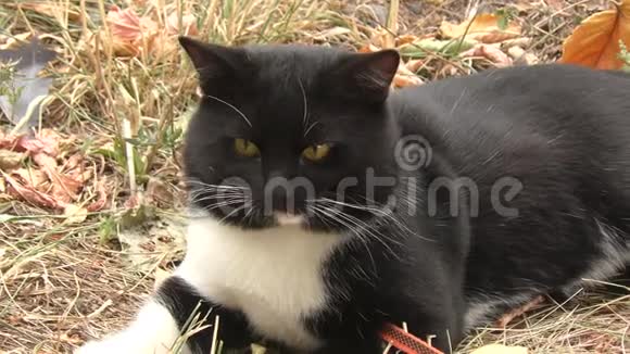猫黑白颜色视频的预览图
