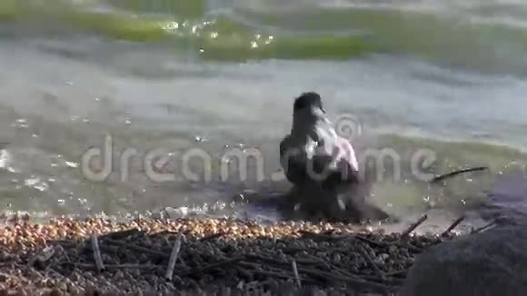 鸟帽乌鸦CorvusCorone海水浴视频的预览图
