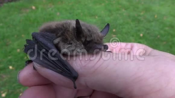 自然主义者手中的动物蝙蝠NathusiuspipistrellePipistrellusnathusii视频的预览图