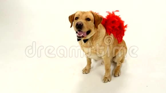 带红色翅膀和黑色的成年拉布拉多猎犬视频的预览图