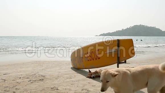 狗睡在冲浪救援冲浪板视频的预览图
