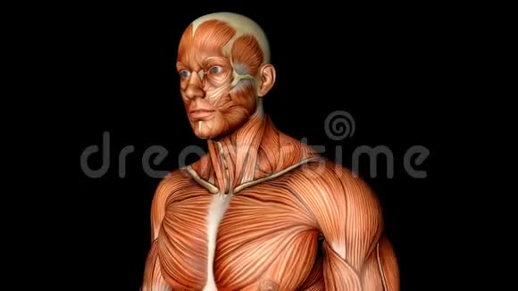 人体男性身体解剖图示一名肌肉明显的人体慢跑者视频的预览图