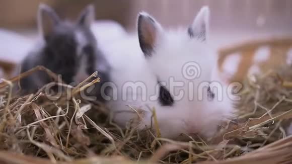 小白兔坐进篮子里复活节庆典视频的预览图