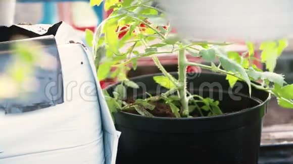 盆栽年轻的番茄植物视频的预览图