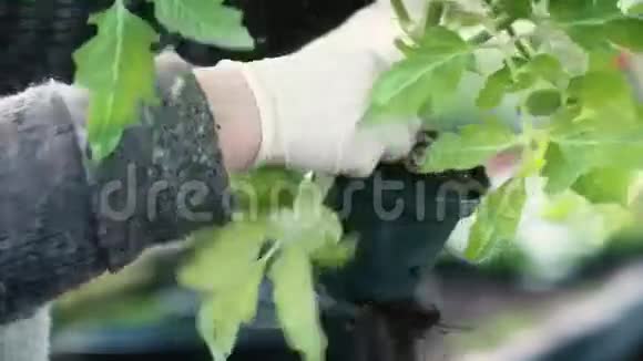 盆栽年轻的番茄植物视频的预览图