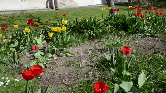 春天郁金香花圃的全景和园丁妇女的工作视频的预览图