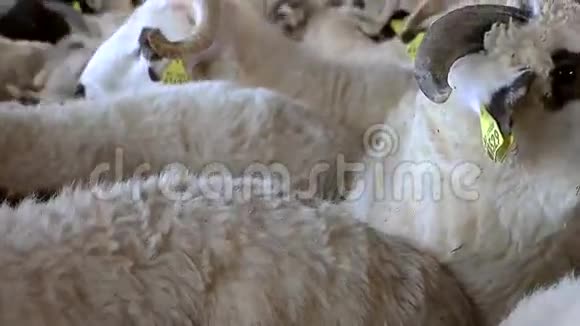 种羊视频的预览图