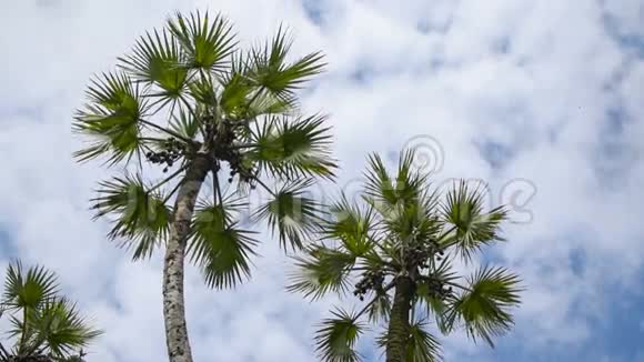 棕榈树的叶子在空中移动时光流逝的电影视频的预览图