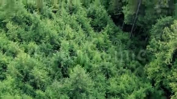 飞越森林山坡视频的预览图