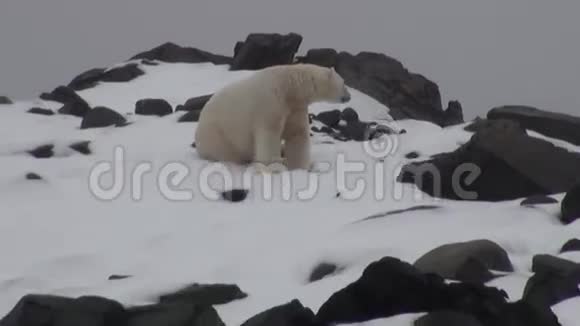 在斯瓦尔巴岛一片荒芜的冰原中岩石海岸上的白色北极熊视频的预览图