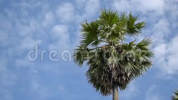 棕榈树的叶子在空中移动时光流逝的电影视频的预览图