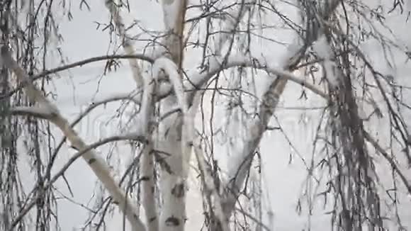无叶背景下积雪的特写视频的预览图