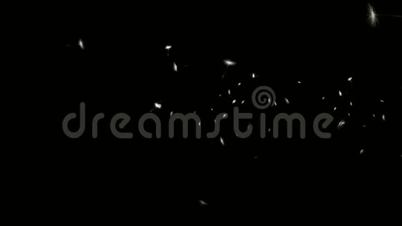 黑色背景4k飞行的蒲公英种子视频的预览图