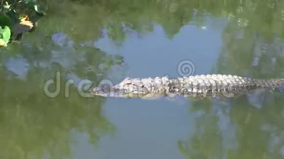 沼泽地区的鳄鱼视频的预览图