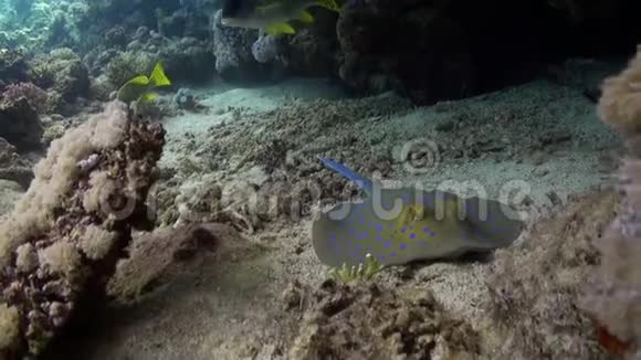 蓝色黄貂鱼藏在珊瑚水下红海里视频的预览图
