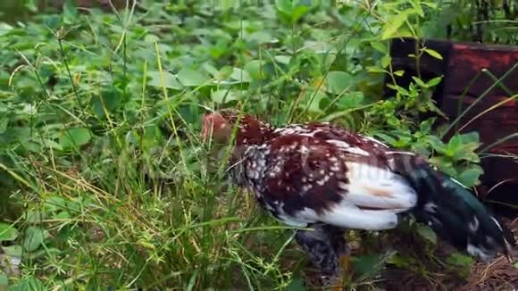 视频鸡在自由牧场在大自然中行走视频的预览图