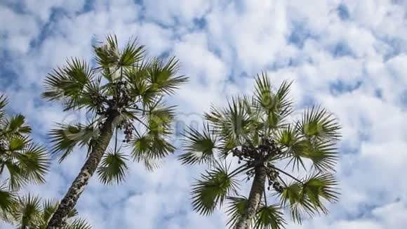 棕榈树的叶子在空中移动时光流逝的电影视频的预览图