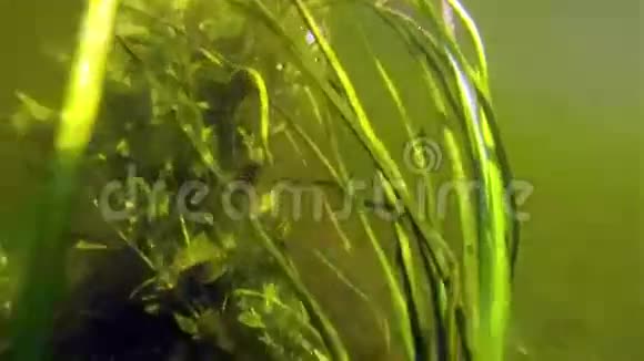 地板下的植物视频的预览图