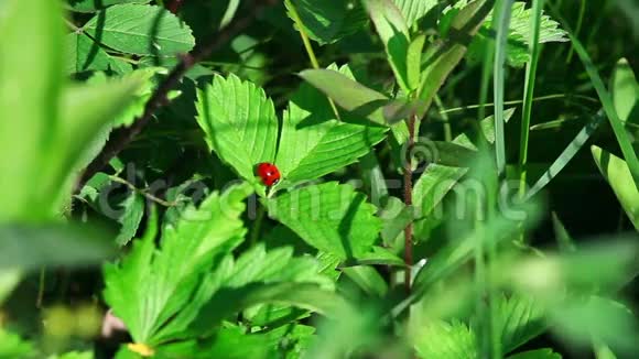 草丛中的瓢虫视频的预览图