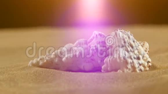 不寻常的海洋外壳白色在沙子上背光视频的预览图