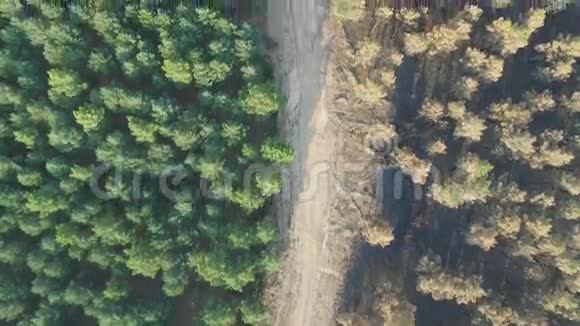 有轨道和空中景观的烧毁和安全的松树林视频的预览图