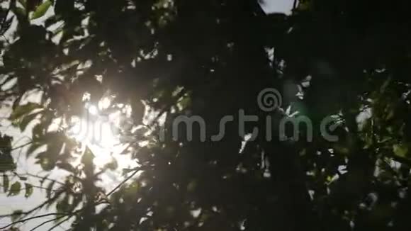 绿色的树叶和阳光美丽的镜头在天空中闪耀视频的预览图