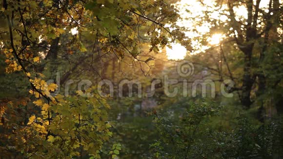 公园里的秋天亚历山大里亚视频的预览图