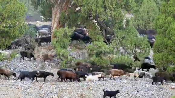 在跳羊的斜坡上塔吉克斯坦帕米尔视频的预览图