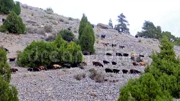 山坡上的羊帕米尔塔日基斯坦时间跨度视频的预览图