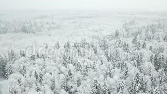 冬季森林空中观景景观视频的预览图