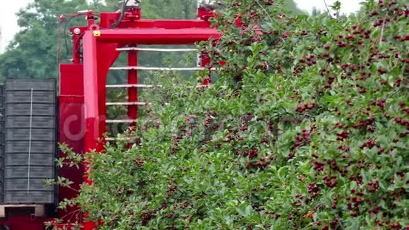 农业机械收获樱桃视频的预览图