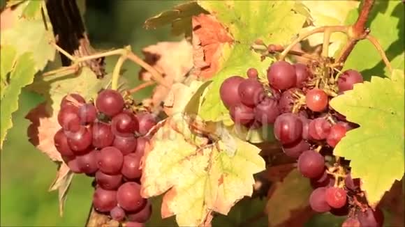 一串成熟的葡萄树视频的预览图