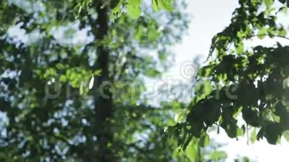 绿色的树叶和阳光美丽的镜头在天空中闪耀视频的预览图