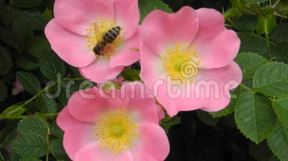 三朵粉红色的花狗玫瑰和一只勤劳的蜜蜂背景是交通噪音视频的预览图
