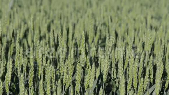 清晨露水滴在小麦穗上视频的预览图