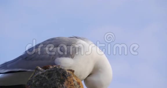 马拉加晴天海鸥近景4k视频的预览图