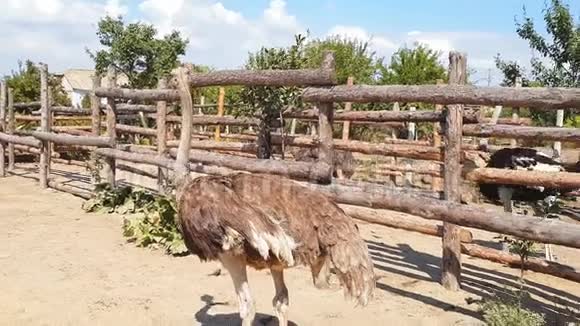 早秋鸵鸟走在乌克兰一个村庄的鸵鸟农场的木栅栏后面视频的预览图