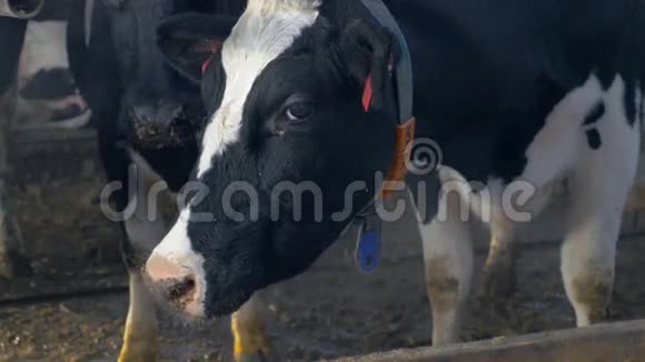 奶牛在农场谷仓吃干草奶牛场在室内视频的预览图