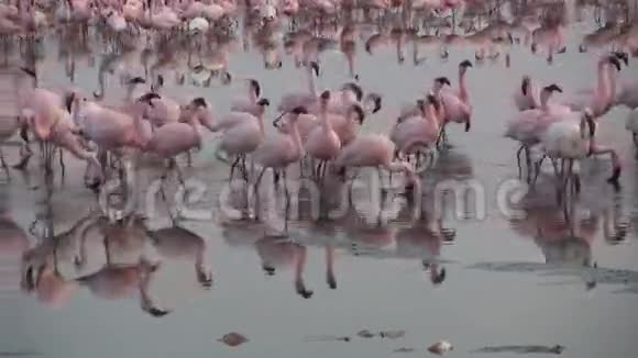 湖中的火烈鸟视频的预览图