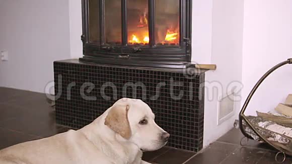 狗躺在壁炉前视频的预览图